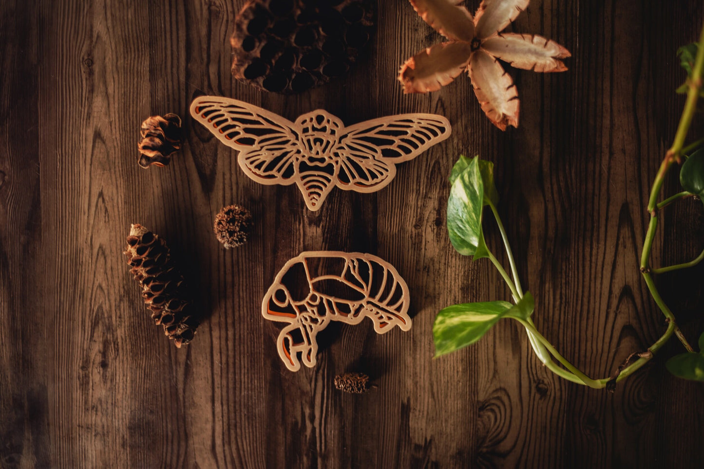 Cicada & Shell Eco Cutter Set