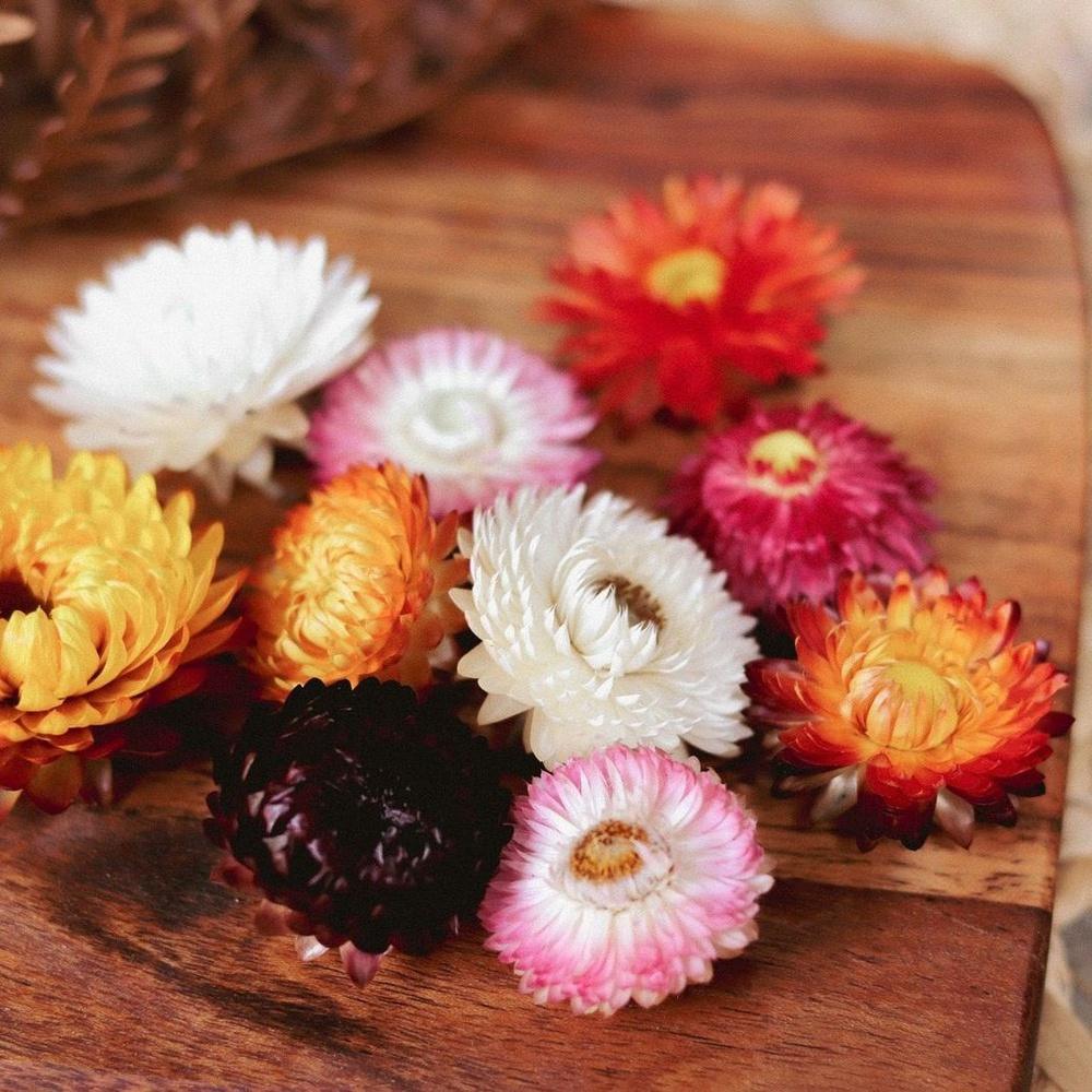 Dried Straw Flowers