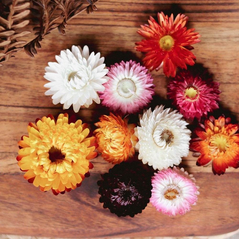 Dried Straw Flowers