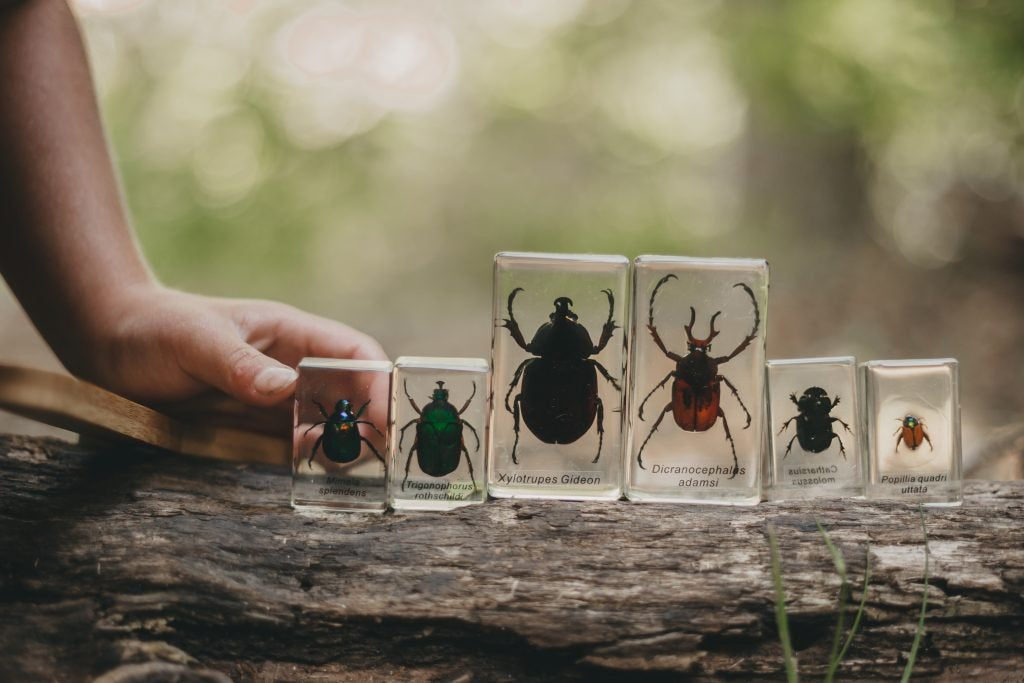 Chafer Beetle Specimen Set